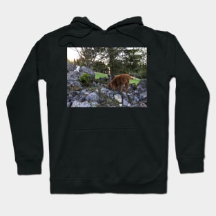 Scottish Highland Cattle Calf and Cats 1756 Hoodie